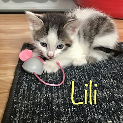 Thumbnail photo of Lili #1