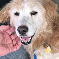 Golden Retriever Rescue Of Southwest Florida Inc In Naples Florida