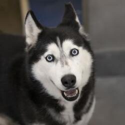 Alaskan Malamute Puppies For Sale In Colorado Springs Colorado Adoptapet Com