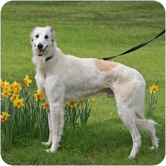 Santa Rosa Ca Borzoi Meet Nick A Pet For Adoption