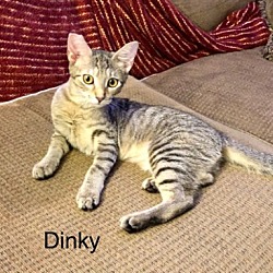 Thumbnail photo of DINKY #1