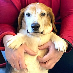 Photo of Willis *adopt*