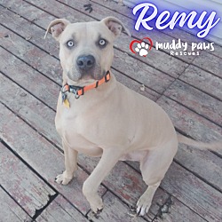 Photo of Remy (Courtesy Post)