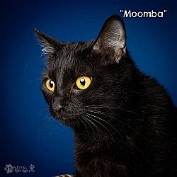 Thumbnail photo of Moomba - $30 Adoption Fee and FREE Gift Bag #4