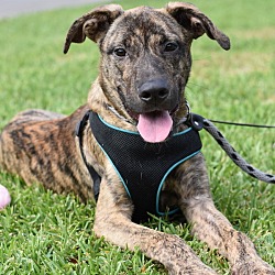 Photo of Radley (Pasadena Boxers)