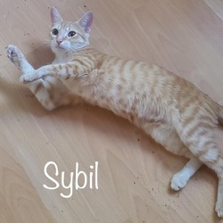 Thumbnail photo of Sybil #1