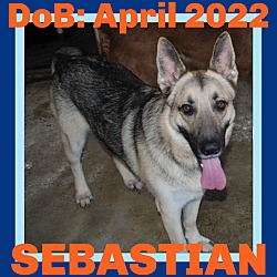 Thumbnail photo of SEBASTIAN #1