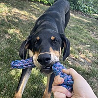 adopt a pet