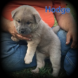 Thumbnail photo of Hodge #4