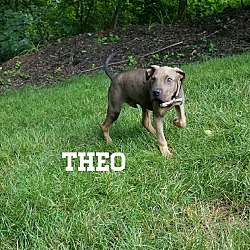 Thumbnail photo of Theo #2