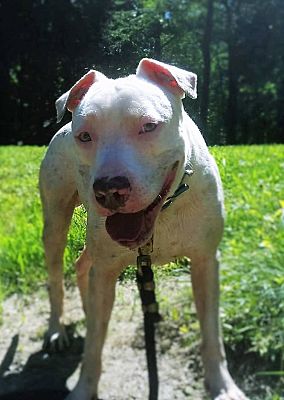 New York, NY - American Bulldog/American Pit Bull Terrier. Meet Frank a ...