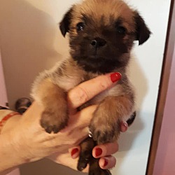 Thumbnail photo of Pug mix Pups #1