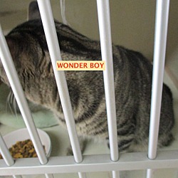 Thumbnail photo of Wonder Boy-adopted  6-22-19 #3