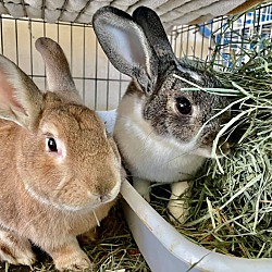 bonded pet photo