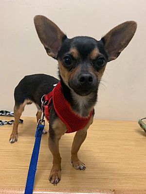 Twin Falls, ID - Chihuahua. Meet Reginald a Pet for Adoption ...