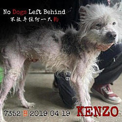 Photo of Kenzo 7352