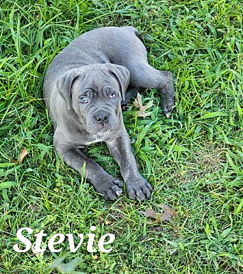 Oakhurst, NJ - Cane Corso. Meet Stevie - Available! a Pet for Adoption ...