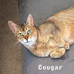 Thumbnail photo of Cougar #4