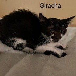 Thumbnail photo of Sirracha #4