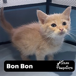 Photo of Bon Bon