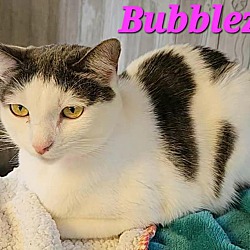 Thumbnail photo of Bubblez #2