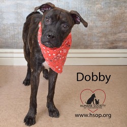 Thumbnail photo of Dobby #2