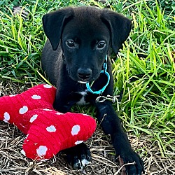 Thumbnail photo of Snax-Adorable Little Lab Mix Pup #1