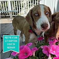 adopt a pet