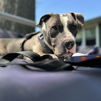 adopt a pet