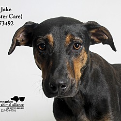 Thumbnail photo of Jake  (Foster Care) #4