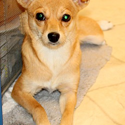 Thumbnail photo of Tootsie~adopted! #2