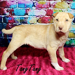 Thumbnail photo of TangTang~adopted! #3