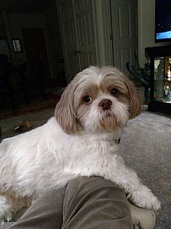 Woodbury, MN - Shih Tzu. Meet Sid a Pet for Adoption.