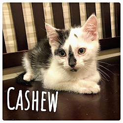 Thumbnail photo of Cashew #1