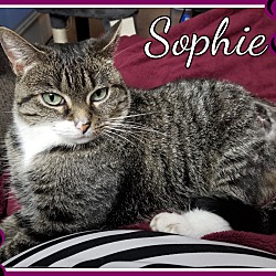 Photo of Sophie-ADOPT FEE PAID