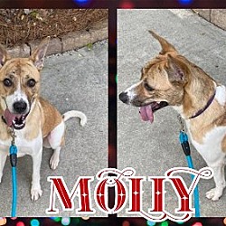 Thumbnail photo of Molly #3