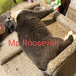 Thumbnail photo of Mr. Roosevelt #3
