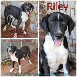 Thumbnail photo of Riley #1