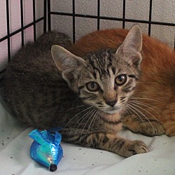 Thumbnail photo of Twinkee ( unsocialized barn kitten) #3