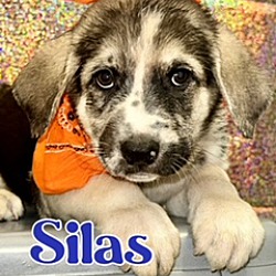 Photo of Silas