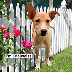 Thumbnail photo of Edelweiss E Litter #1