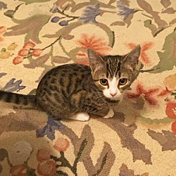 Thumbnail photo of Winnie the kitten #4