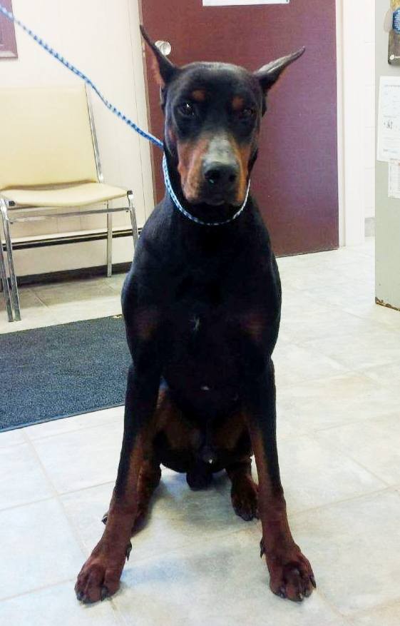 Lucknow On Doberman Pinscher Meet Nigel A Pet For Adoption