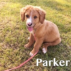 Thumbnail photo of Parker #2