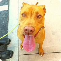 Cane Corso Puppies For Sale In Bakersfield California