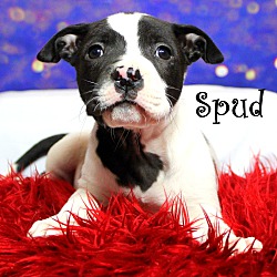 Thumbnail photo of Spud~adopted! #2
