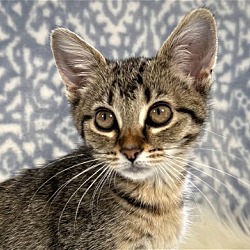 Photo of Aurora - SEE ME AT PETCO!