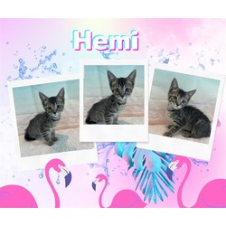 Photo of HEMI