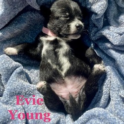 Thumbnail photo of Evie Young (Camellia Bridal Litter) #2