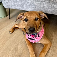 adopt a pet